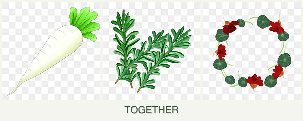 Can you plant radishes, rosemary and nasturtiums together?