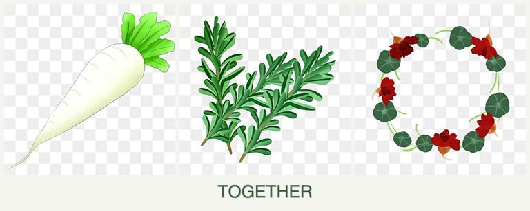 Can you plant radishes, rosemary and nasturtiums together?