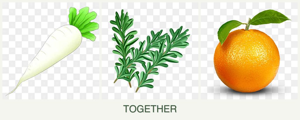 Can you plant radishes, rosemary and oranges together?