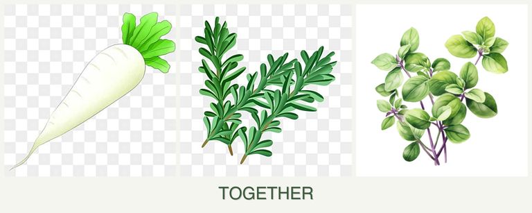 Can you plant radishes, rosemary and oregano together?