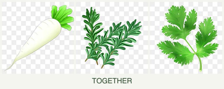 Can you plant radishes, rosemary and parsley together?