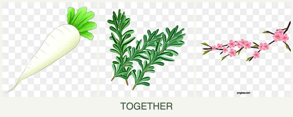 Can you plant radishes, rosemary and peaches together?
