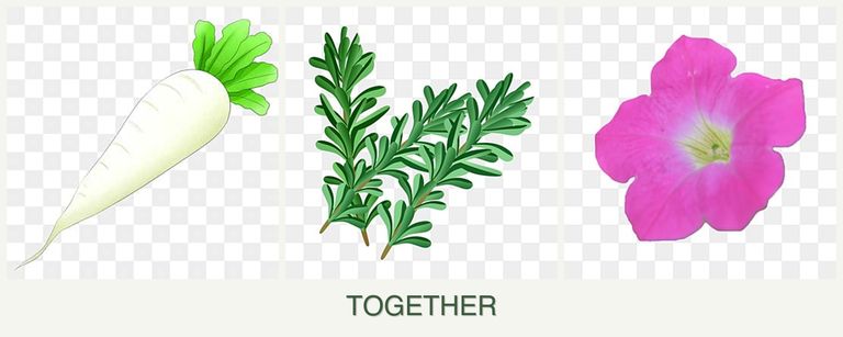 Can you plant radishes, rosemary and petunias together?