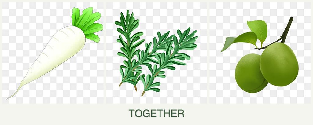 Can you plant radishes, rosemary and plums together?