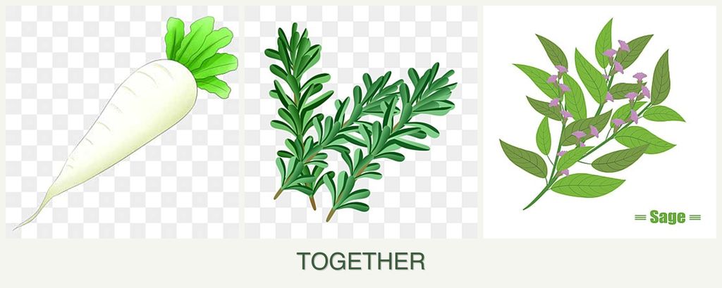 Can you plant radishes, rosemary and sage together?