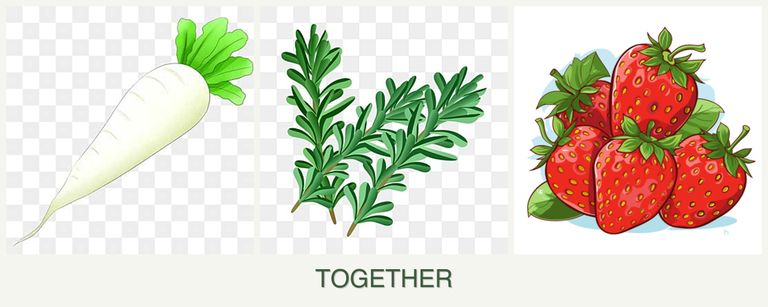 Can you plant radishes, rosemary and strawberries together?