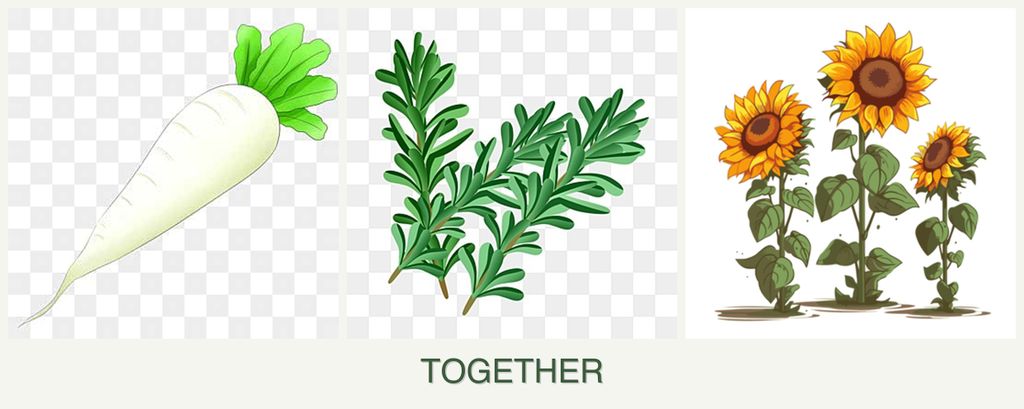 Can you plant radishes, rosemary and sunflowers together?