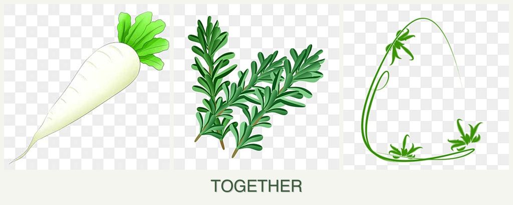 Can you plant radishes, rosemary and tarragon together?