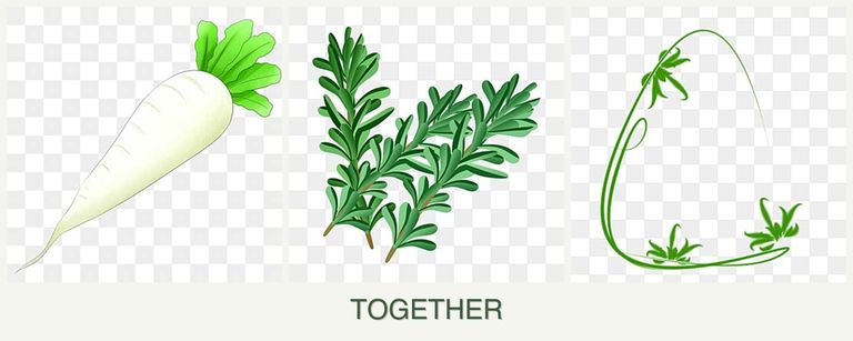 Can you plant radishes, rosemary and tarragon together?