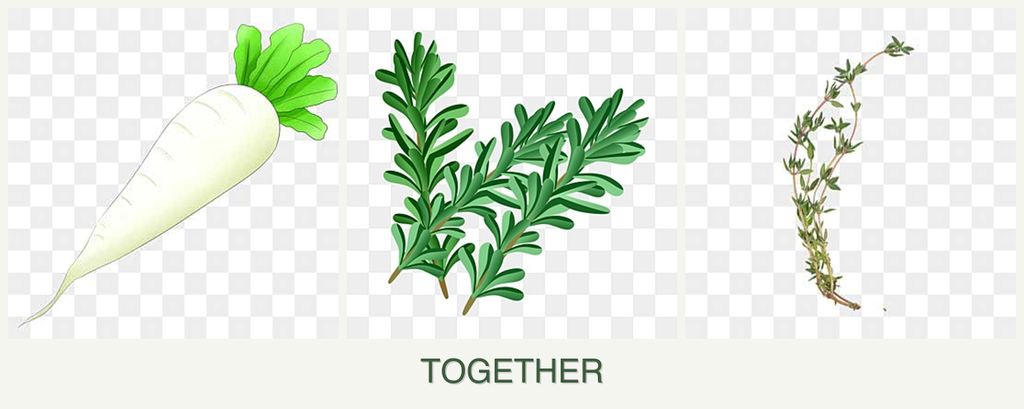 Can you plant radishes, rosemary and thyme together?