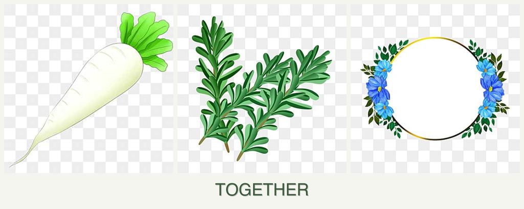 Can you plant radishes, rosemary and zinnias together?