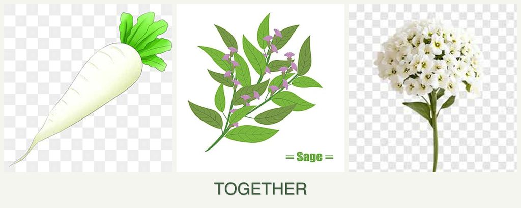 Can you plant radishes, sage and alyssum together?
