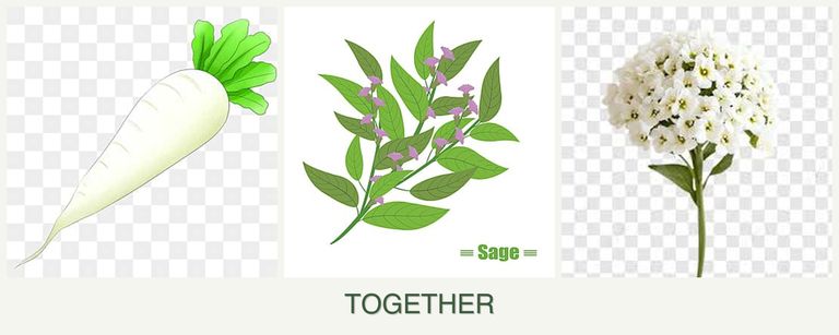 Can you plant radishes, sage and alyssum together?