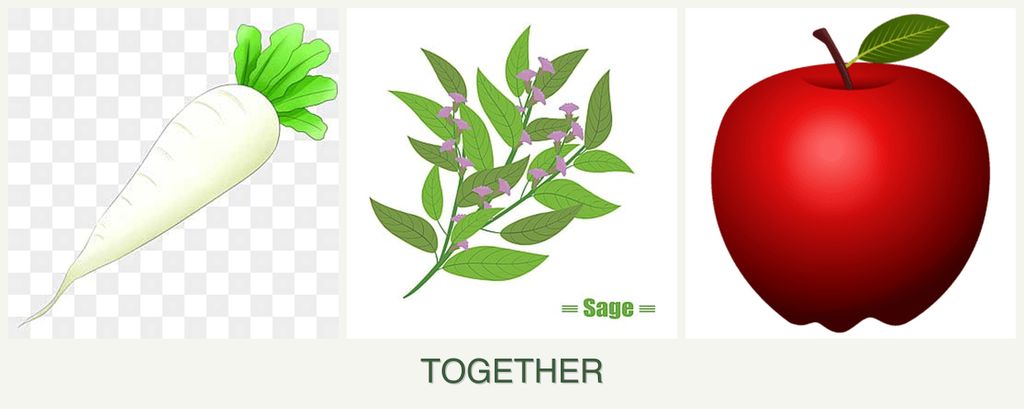 Can you plant radishes, sage and apples together?