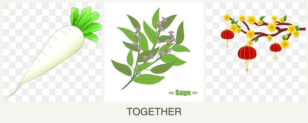Can you plant radishes, sage and apricots together?