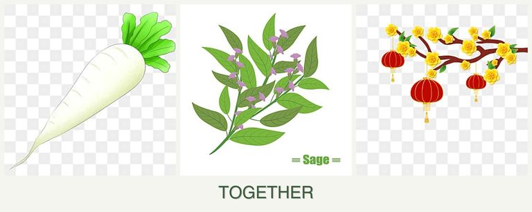 Can you plant radishes, sage and apricots together?