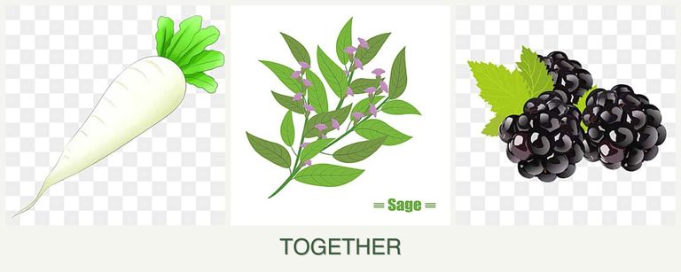 Can you plant radishes, sage and blackberries together?