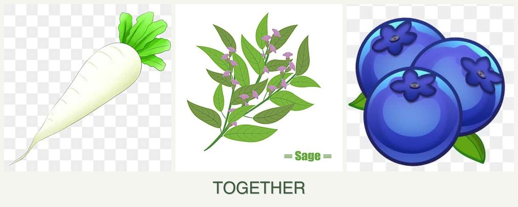 Can you plant radishes, sage and blueberries together?