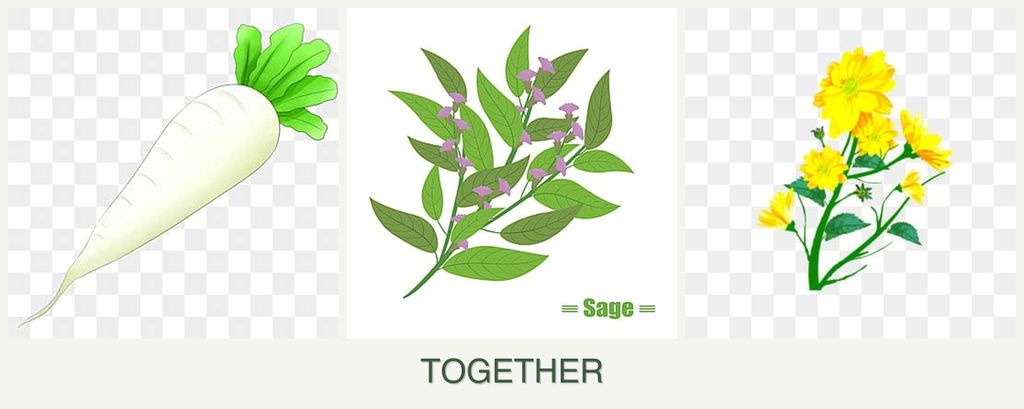 Can you plant radishes, sage and calendula together?