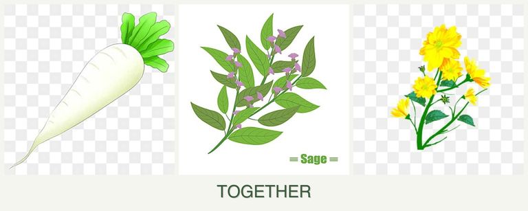 Can you plant radishes, sage and calendula together?