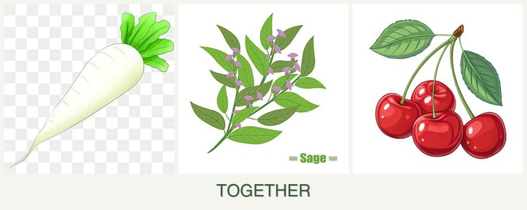 Can you plant radishes, sage and cherries together?
