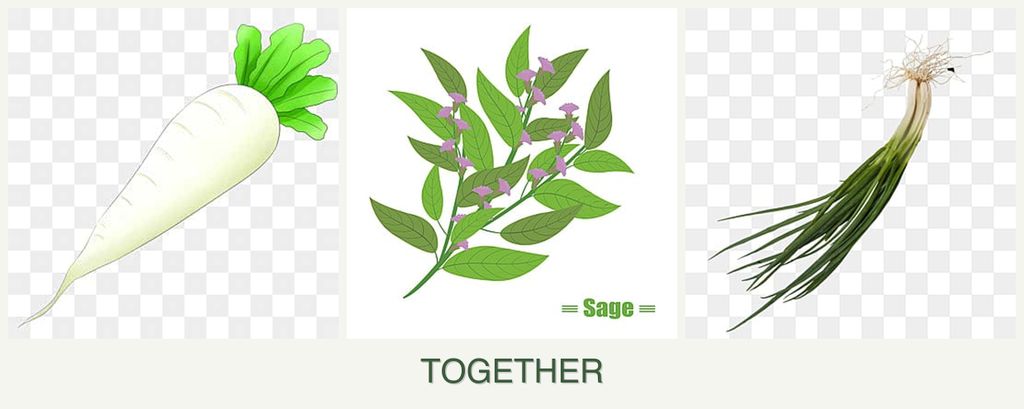 Can you plant radishes, sage and chives together?