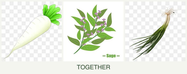 Can you plant radishes, sage and chives together?