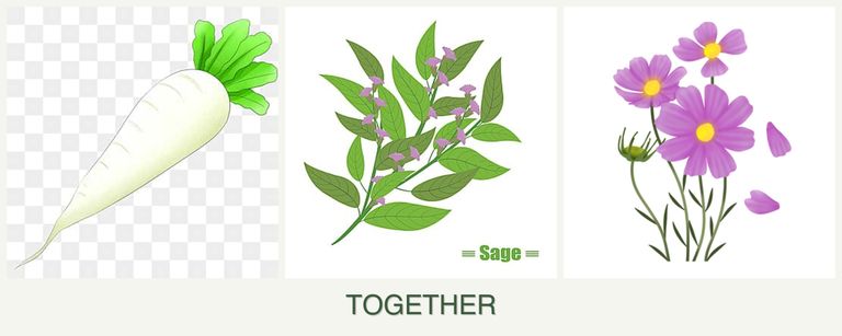 Can you plant radishes, sage and cosmos together?