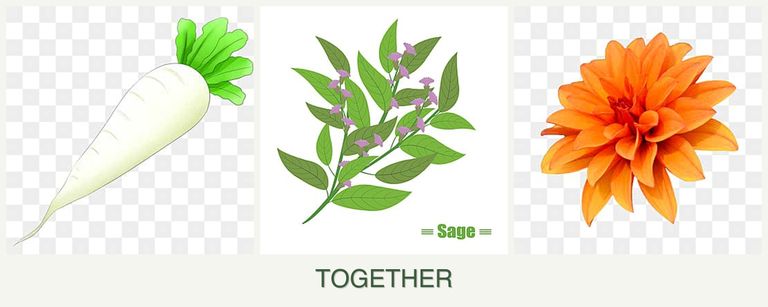 Can you plant radishes, sage and dahlias together?