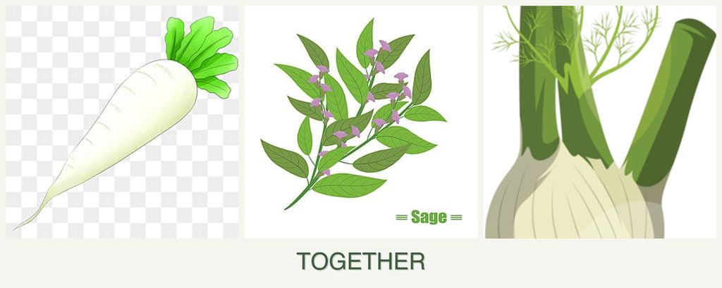 Can you plant radishes, sage and fennel together?