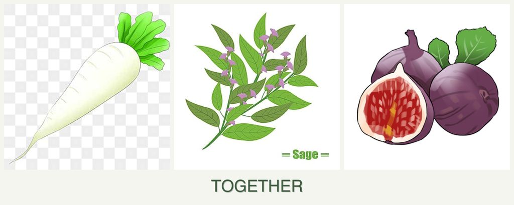 Can you plant radishes, sage and figs together?