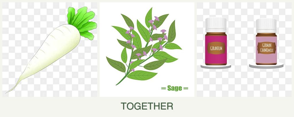 Can you plant radishes, sage and geraniums together?