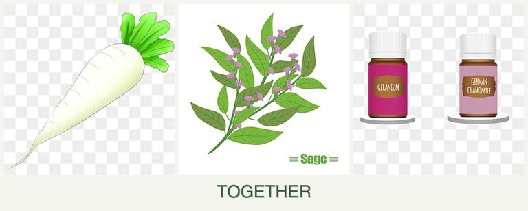 Can you plant radishes, sage and geraniums together?