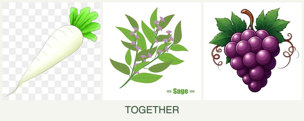 Can you plant radishes, sage and grapes together?