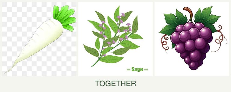 Can you plant radishes, sage and grapes together?