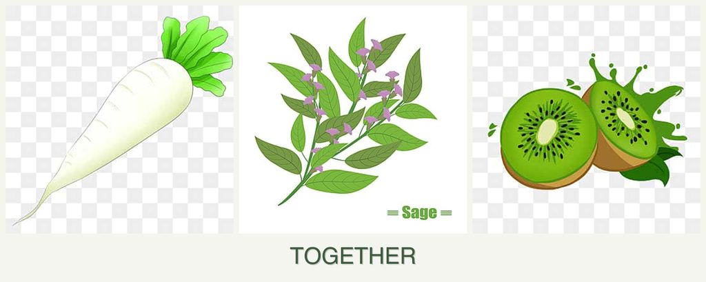 Can you plant radishes, sage and kiwi together?