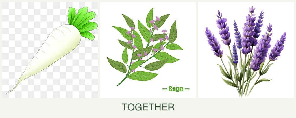 Can you plant radishes, sage and lavender together?