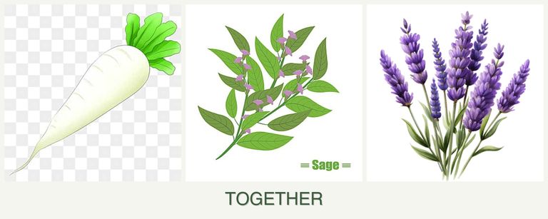 Can you plant radishes, sage and lavender together?