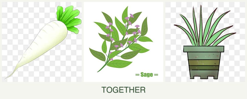 Can you plant radishes, sage and lemongrass together?