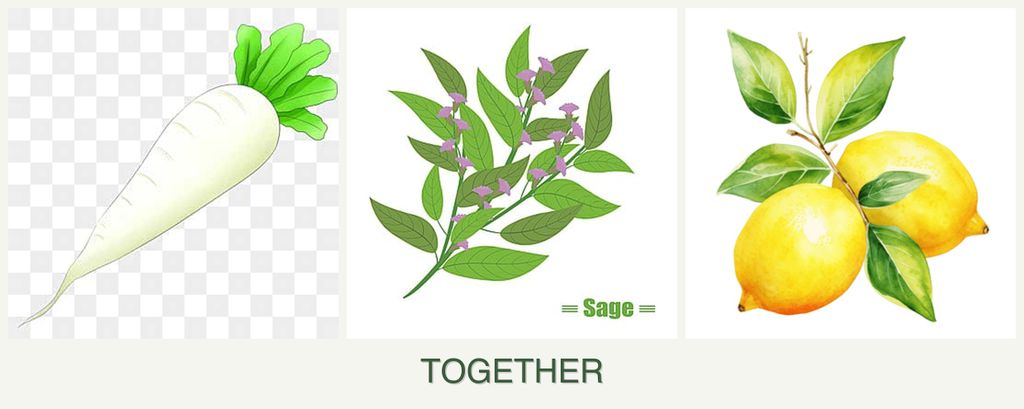Can you plant radishes, sage and lemons together?