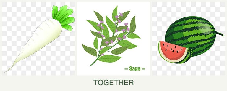 Can you plant radishes, sage and melons together?