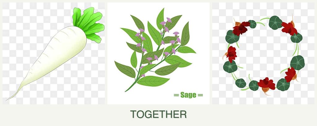 Can you plant radishes, sage and nasturtiums together?