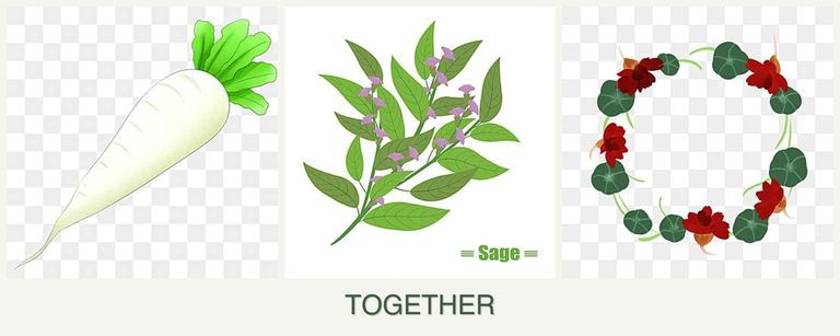 Can you plant radishes, sage and nasturtiums together?