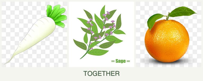 Can you plant radishes, sage and oranges together?