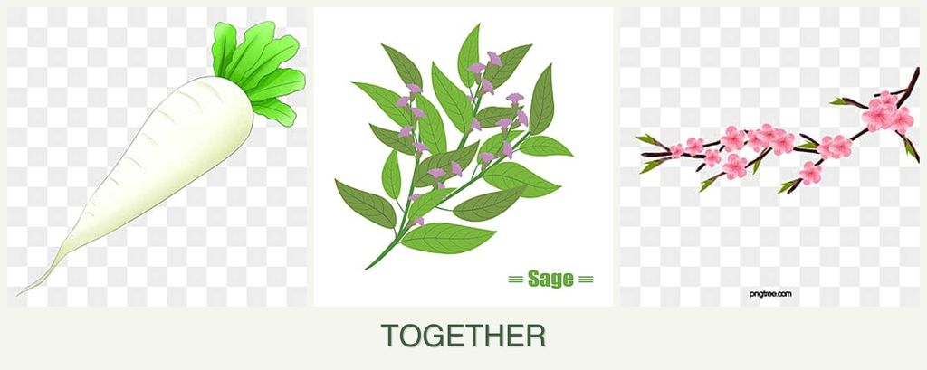 Can you plant radishes, sage and peaches together?