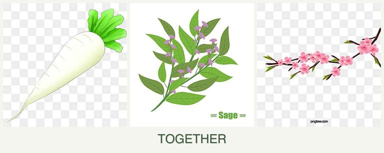 Can you plant radishes, sage and peaches together?