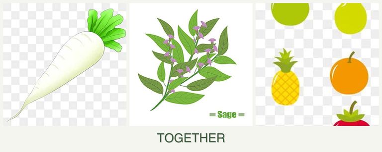 Can you plant radishes, sage and pears together?