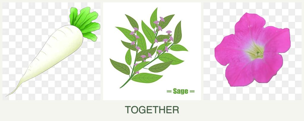 Can you plant radishes, sage and petunias together?