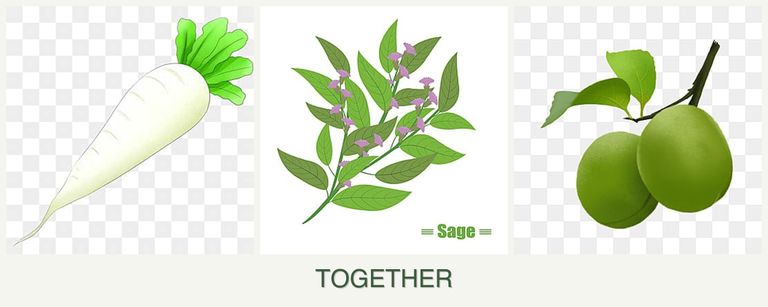 Can you plant radishes, sage and plums together?