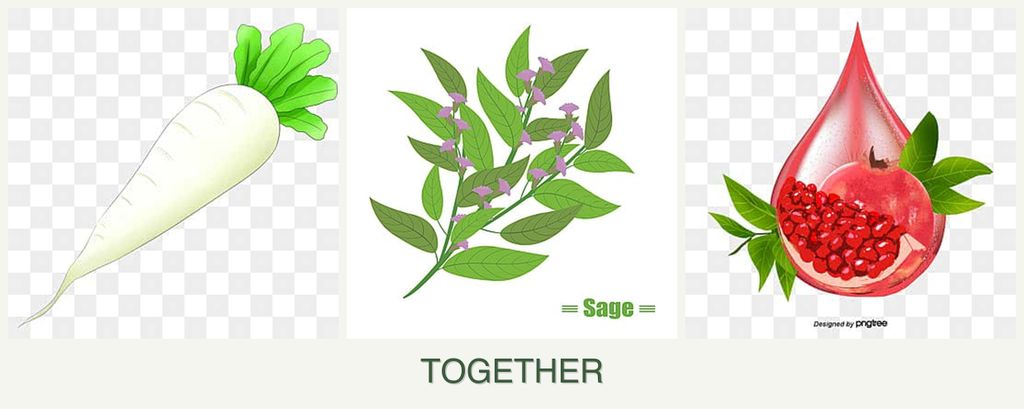 Can you plant radishes, sage and pomegranates together?